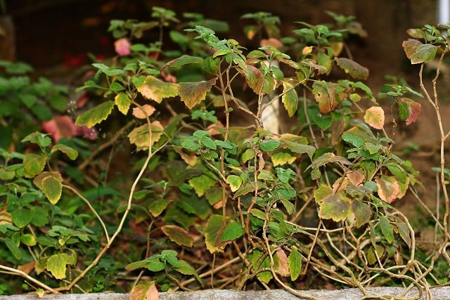 Patchouli crop foliage
